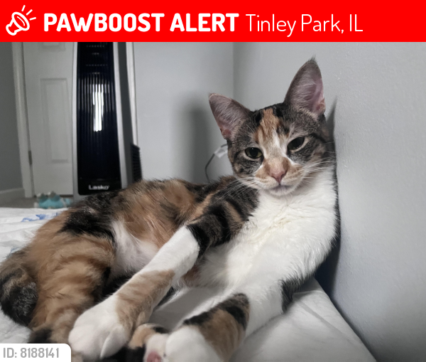 Lost Female Cat last seen Oxford Drive , Tinley Park, IL 60477