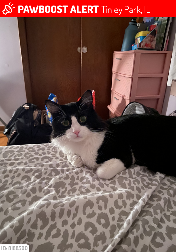Lost Male Cat last seen 174th St and Oleander Ave, Salinas Pizza, Bristol Park, Tinley Park, IL 60477