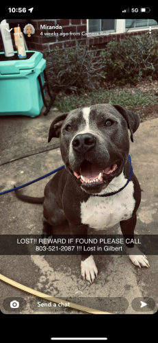 Lost Male Dog last seen Hutto Hills Gilbert SC , Lexington County, SC 29054