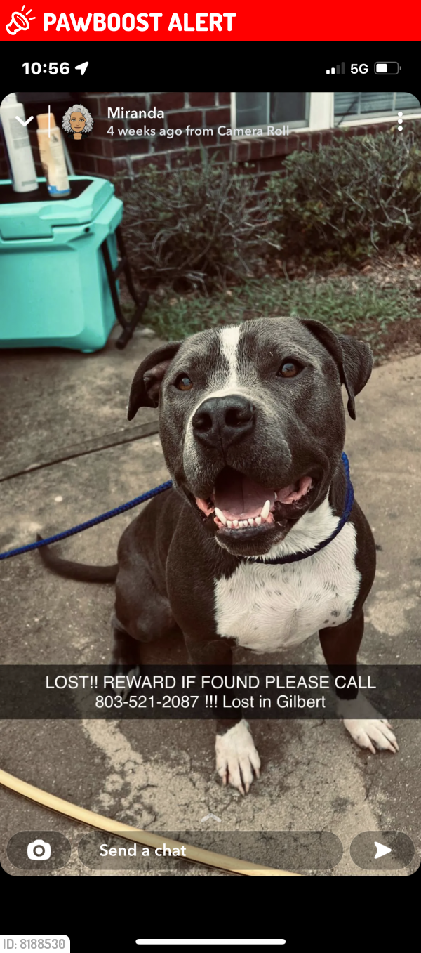 Lost Male Dog last seen Hutto Hills Gilbert SC , Lexington County, SC 29054