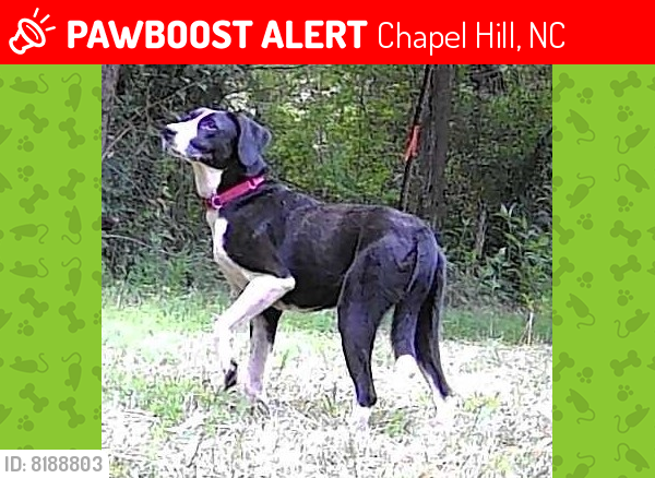 Lost Female Dog last seen hmstd Park , Chapel Hill, NC 27516