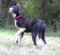 Lost Female Dog last seen hmstd Park , Chapel Hill, NC 27516