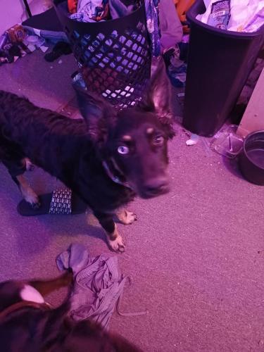Found/Stray Female Dog last seen Jade Park, Albuquerque, NM 87109