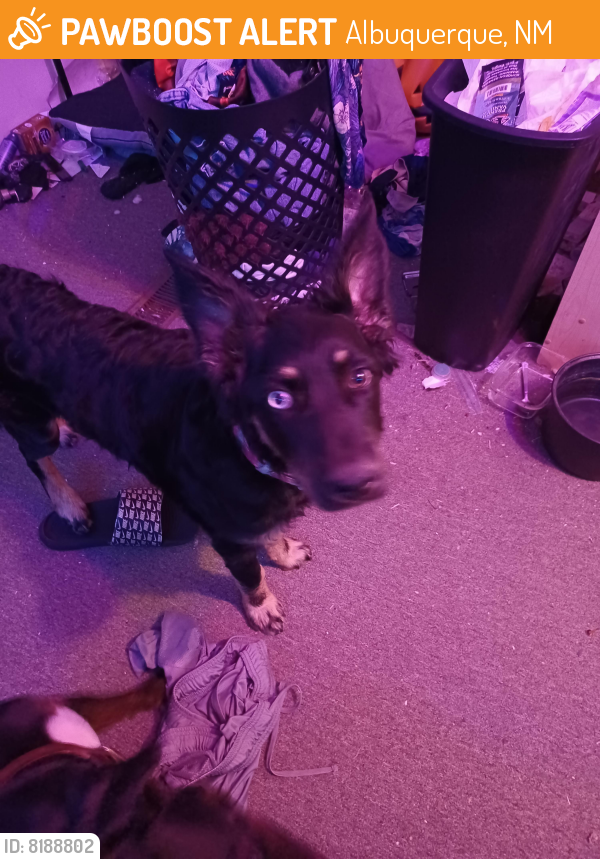 Rehomed Female Dog last seen Jade Park, Albuquerque, NM 87109