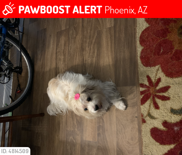 Lost Female Dog last seen 23rd avenue and Thomas , Phoenix, AZ 85015