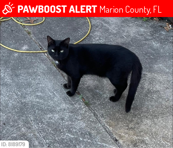 Lost Male Cat last seen Off of Marion Oaks Manor, Marion County, FL 34473