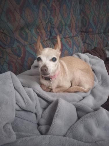 Lost Female Dog last seen Chynoweth & Shenado Pl., San Jose, CA 95136