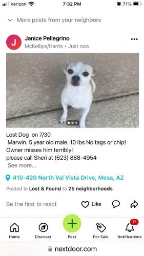 Lost Male Dog last seen Val Vista and University , Mesa, AZ 85205