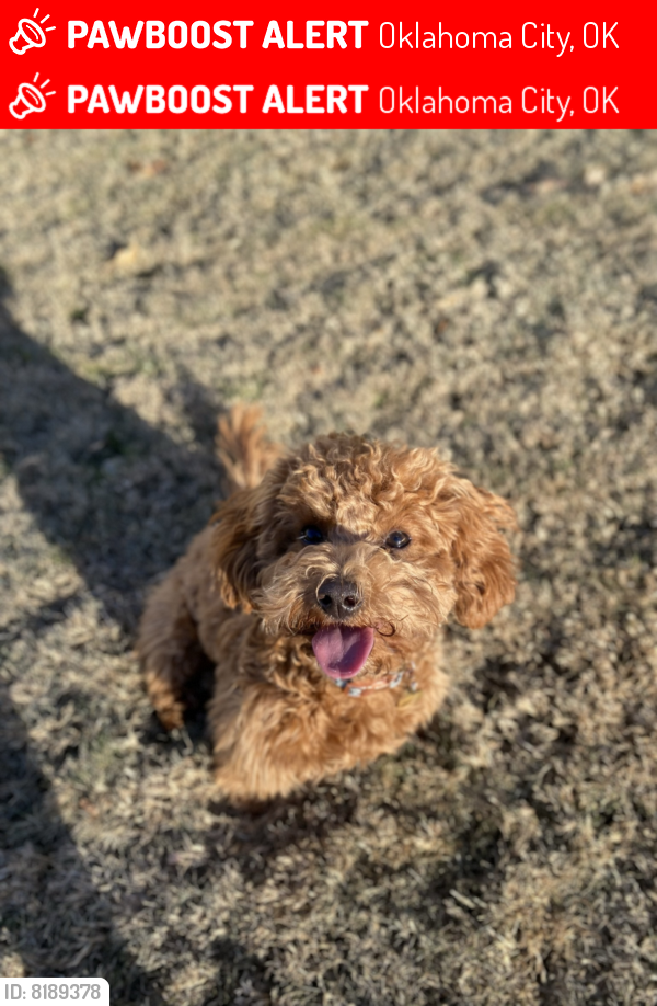 Lost Female Dog last seen HIGHWAY 152 OKLAHOMA, Oklahoma City, OK 73150