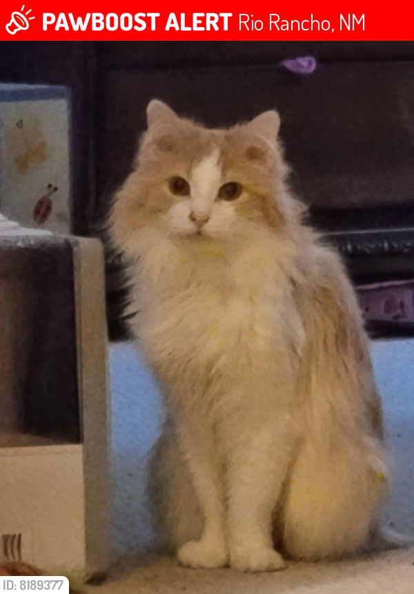 Lost Female Cat last seen Zia and San Ildefonso across from Zia Park, Rio Rancho, NM 87144