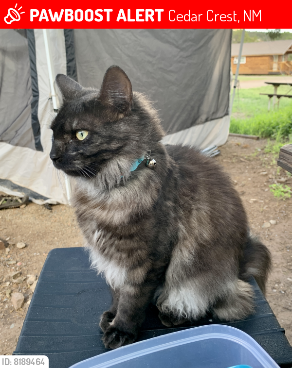 Lost Female Cat last seen Turquoise Trail Campground, Cedar Crest, NM 87008
