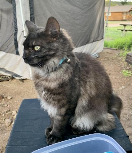 Lost Female Cat last seen Turquoise Trail Campground, Cedar Crest, NM 87008