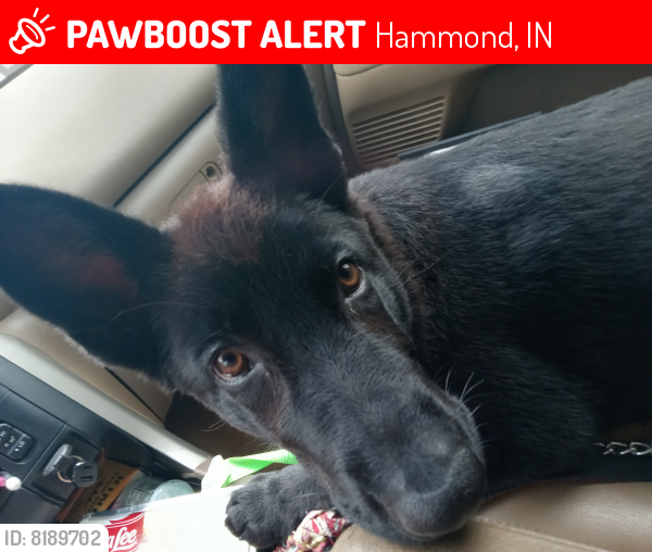 Lost Male Dog last seen Columbia and Kenwood or Calumet and Kenwood , Hammond, IN 46320