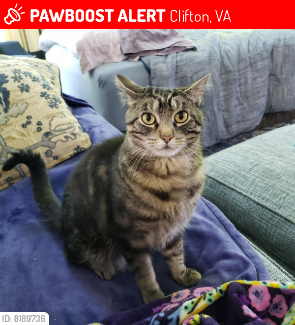 Lost Unknown Cat last seen Near Clifton Rd Clifton Va 20124, Clifton, VA 20124