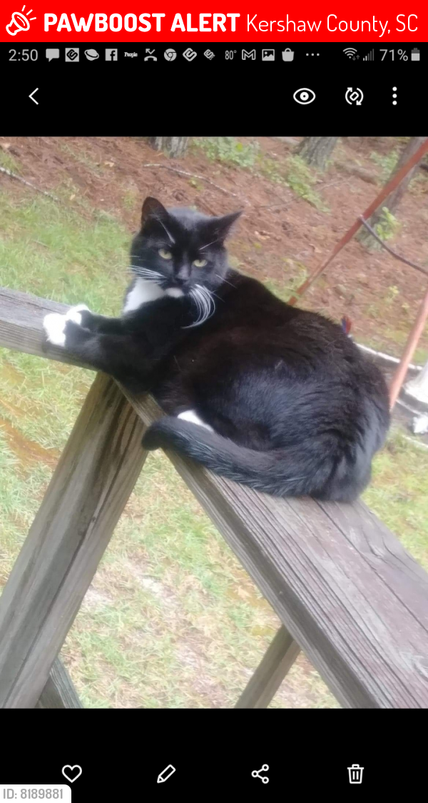 Lost Female Cat last seen Dry Branch Road & Clover Dr in Lugoff, SC, Kershaw County, SC 29078