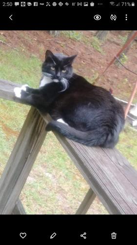 Lost Female Cat last seen Dry Branch Road & Clover Dr in Lugoff, SC, Kershaw County, SC 29078