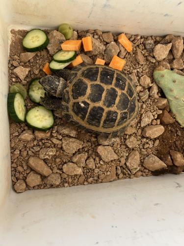 Found/Stray Unknown Reptile last seen McClintock and broadway, Tempe, AZ 85282