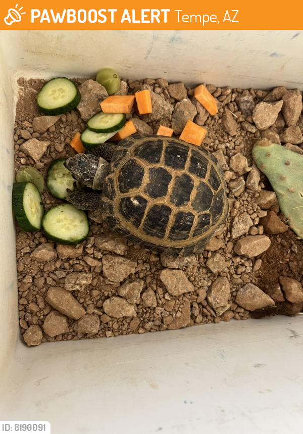 Found/Stray Unknown Reptile last seen McClintock and broadway, Tempe, AZ 85282