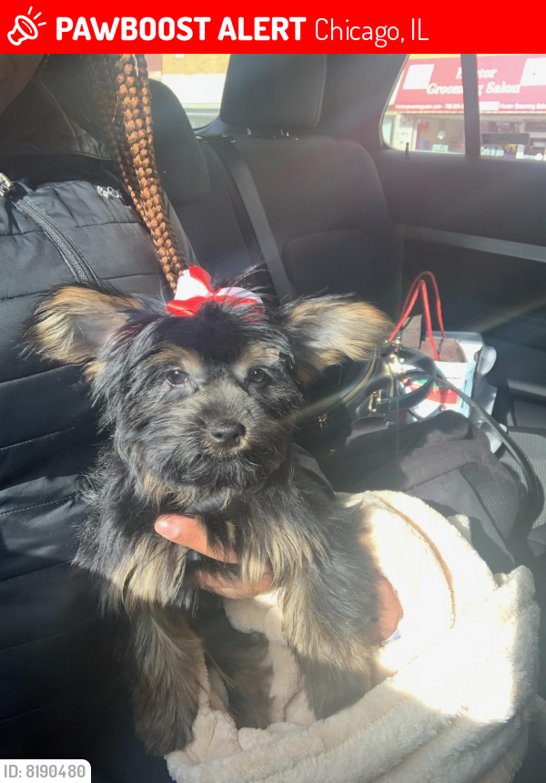 Lost Female Dog last seen Gladys and central , Chicago, IL 60644