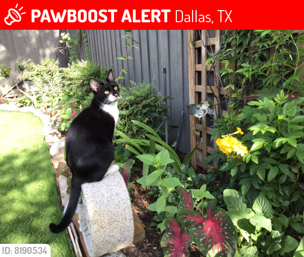 Lost Female Cat last seen Holyoke and Crooked Oak, Dallas, TX 75248