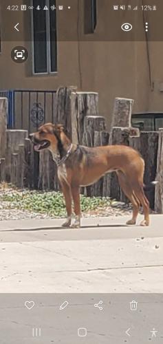 Found/Stray Unknown Dog last seen Columbia and Silver, Albuquerque, NM 87106