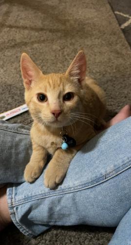 Lost Male Cat last seen 84th and Sheridan Blvd , Arvada, CO 80003