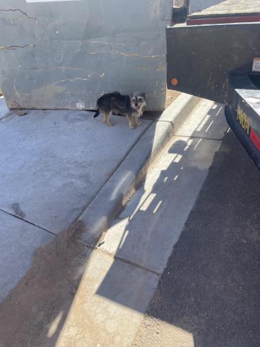 Found/Stray Male Dog last seen 42nd ave w hayduk rd , Phoenix, AZ 85041
