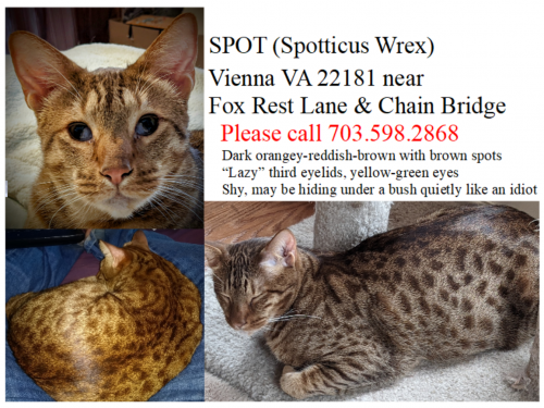 Lost Male Cat last seen Fox Rest Lane and Chain Bridge Road / Route 123, Vienna VA, Vienna, VA 22181