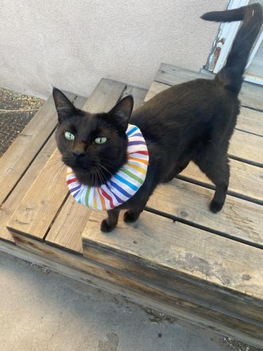 Lost Male Cat last seen Coal place and Buena vista , Albuquerque, NM 87106