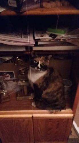 Lost Female Cat last seen Near Ogden Ave Apt 1R, Riverside, IL 60546