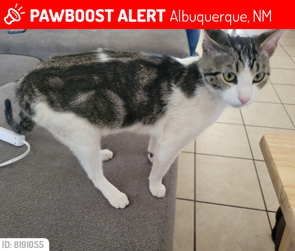 Lost Female Cat last seen Wyoming and Candelaria , Albuquerque, NM 87110