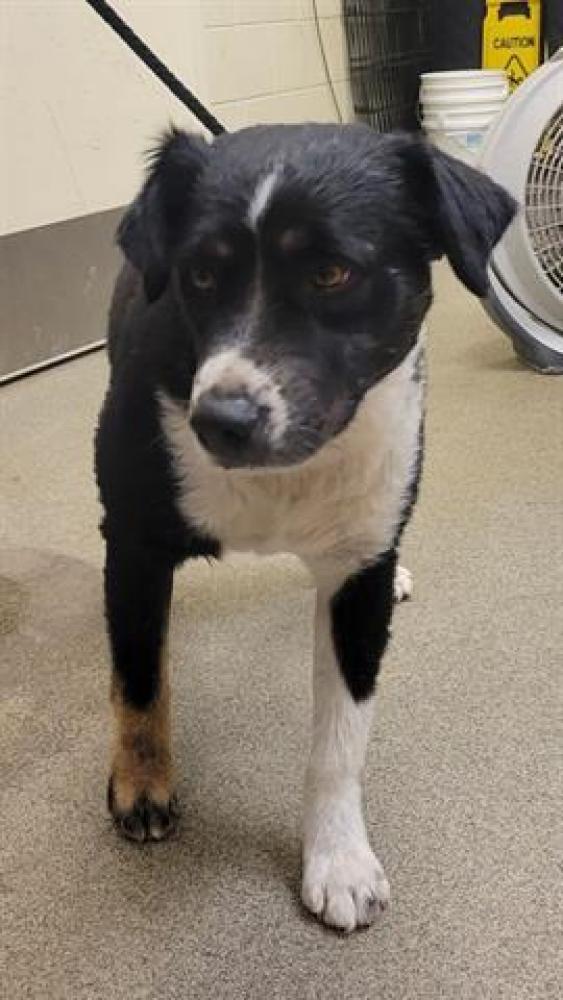 Shelter Stray Male Dog last seen Near BLOCK W 2920, Salt Lake City, UT 84120
