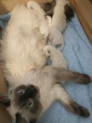 Lost Female Cat last seen Erin place Erin road, Calgary, AB T2B 3H4