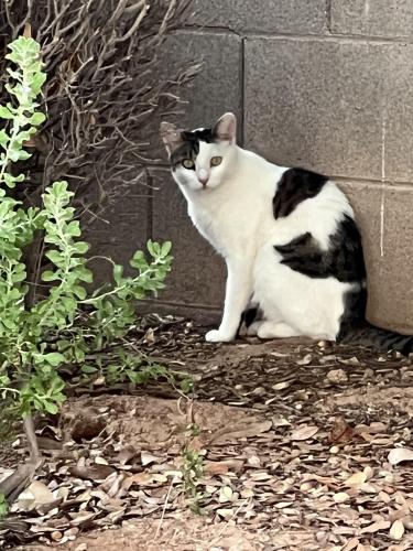 Found/Stray Unknown Cat last seen At Tutor Time back lot retaining wall across from playground (north side), Chandler, AZ 85248