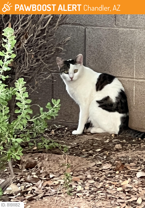 Surrendered Unknown Cat last seen At Tutor Time back lot retaining wall across from playground (north side), Chandler, AZ 85248