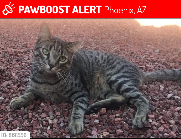 Lost Male Cat last seen 14th Avenue  and highland , Phoenix, AZ 85013