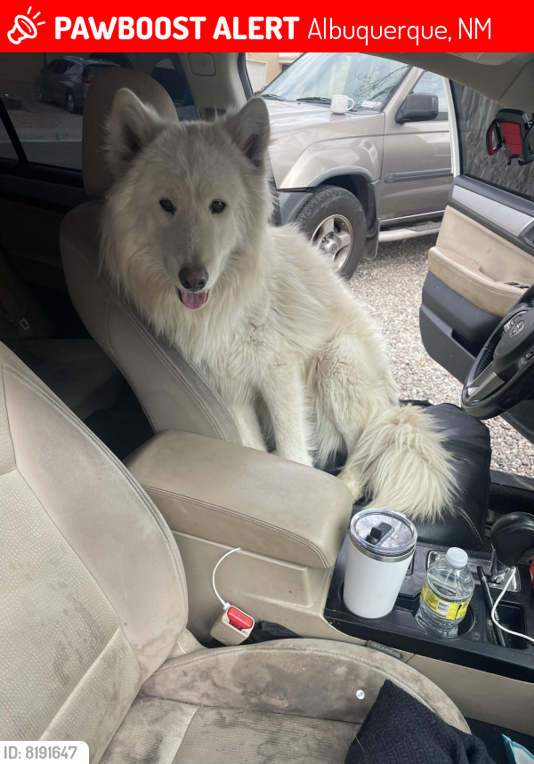 Lost Male Dog last seen Chelwood and copper , Albuquerque, NM 87123