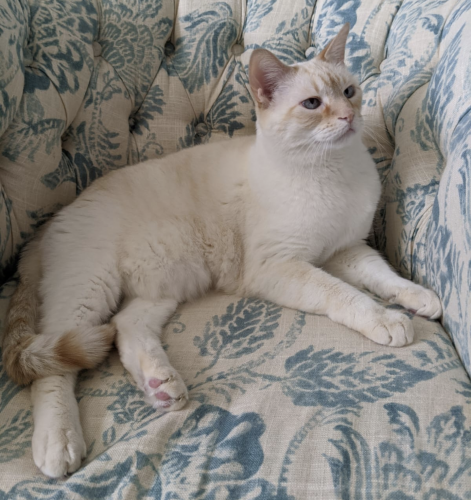 Lost Male Cat last seen Hickory Hill Rd and Slade Ct, Falls Church, VA 22042