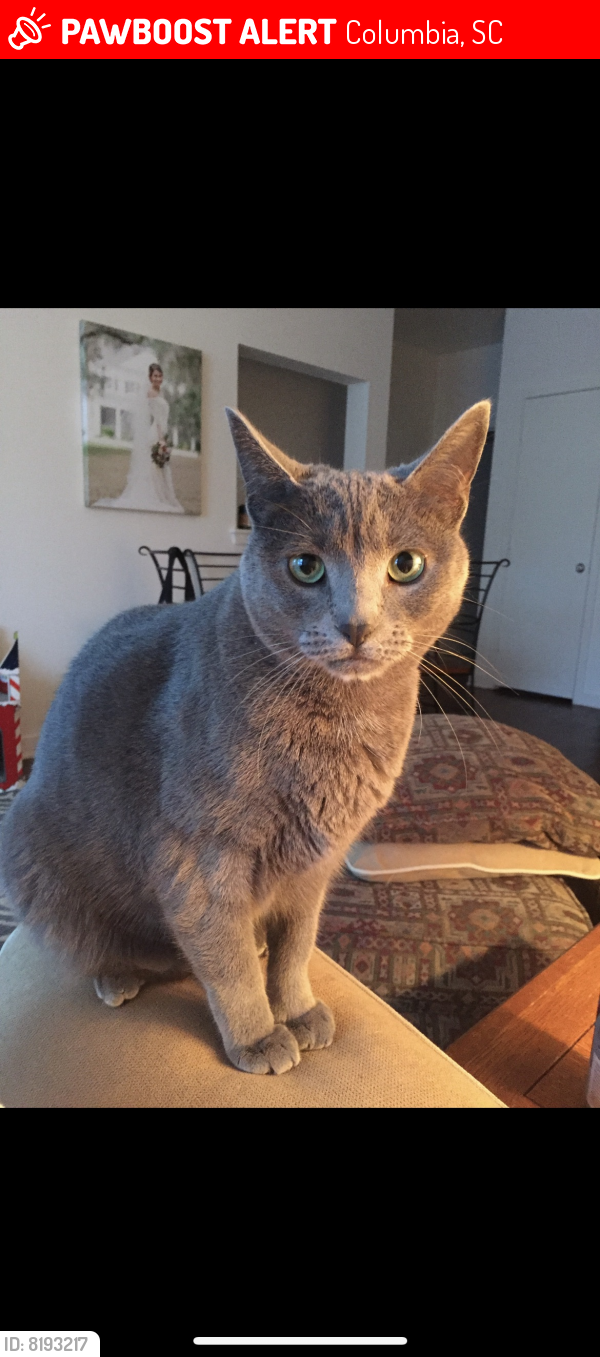 Lost Female Cat last seen Mallet Hill & Enclave Way, Columbia, SC 29223