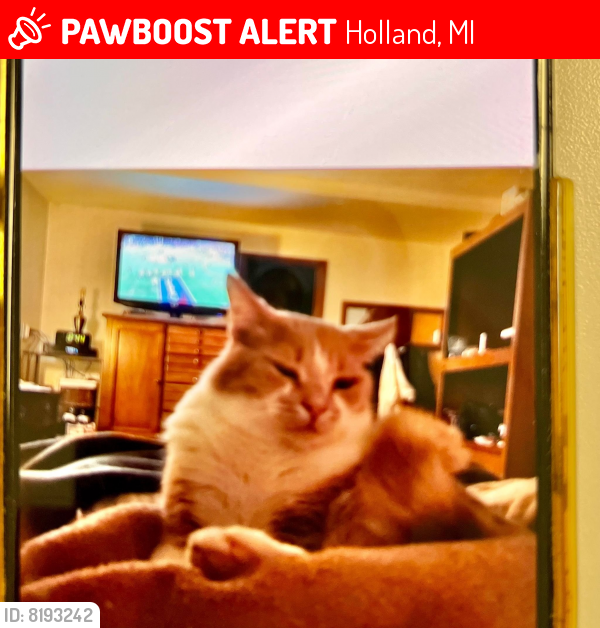 Lost Male Cat in Holland, MI 49424 Named Cuddles (ID 8193242) PawBoost