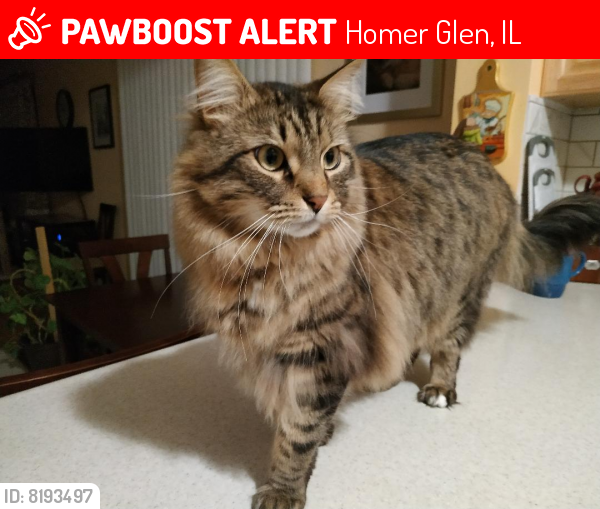 Lost Male Cat last seen West Doede Ln and Parker, Homer Glen, IL, Homer Glen, IL 60491