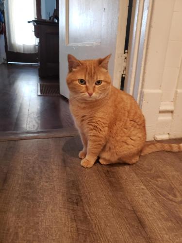Lost Male Cat last seen West Wilson and North Drake, Chicago, IL 60625