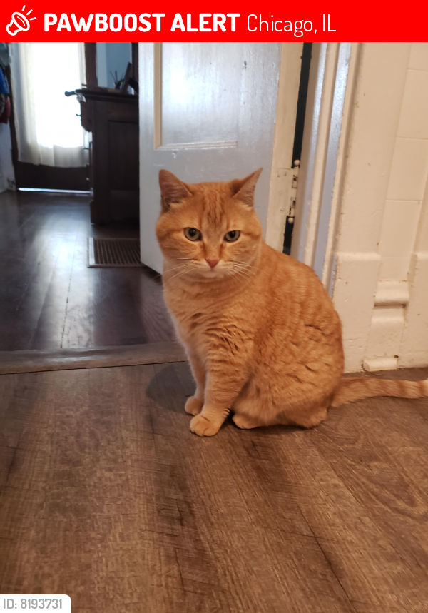 Lost Male Cat last seen West Wilson and North Drake, Chicago, IL 60625