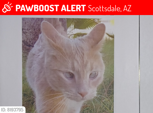 Lost Male Cat last seen Roosevelt & 85th St, Scottsdale, AZ 85257