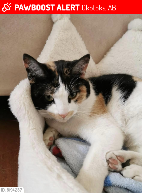 Lost Female Cat last seen Cimarron Boulevard, Okotoks, AB 