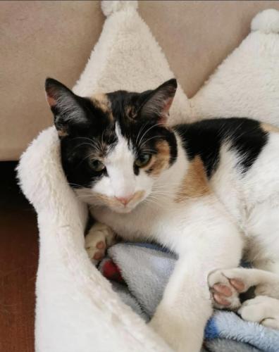 Lost Female Cat last seen Cimarron Boulevard, Okotoks, AB 
