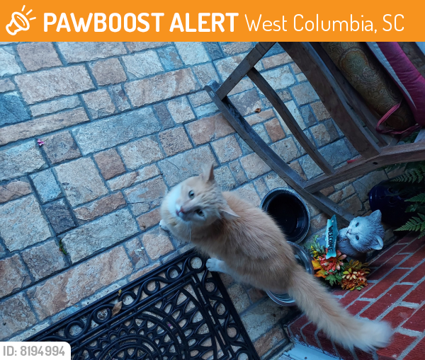 Found/Stray Unknown Cat last seen Decree Ave Weat Columbia SC, West Columbia, SC 29169