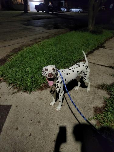 Found/Stray Male Dog last seen Williams Elementary , Garland, TX 75042