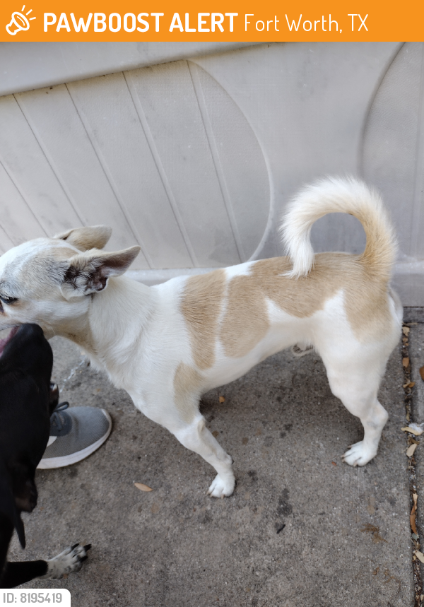 Found/Stray Male Dog last seen Hulen and Yellowleaf Dr., Fort Worth, TX 76133