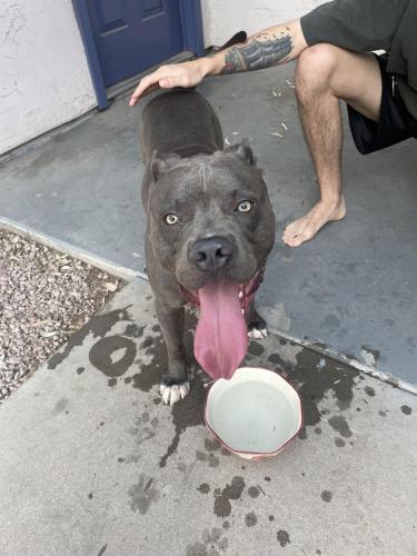 Found/Stray Male Dog last seen Mesa Dr and Southern Ave, Mesa, AZ 85204